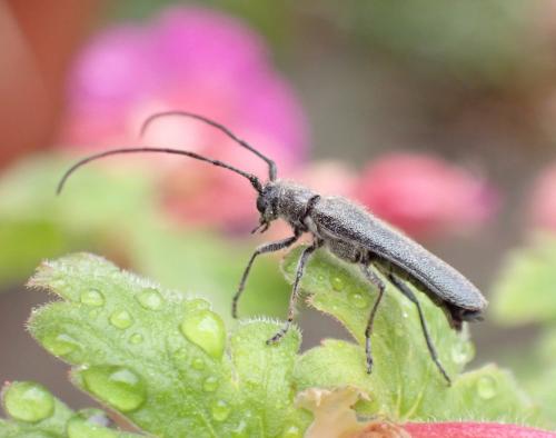 Stenostola dubia